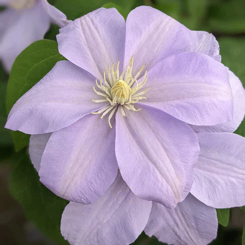 Clematis 'Silver Moon'