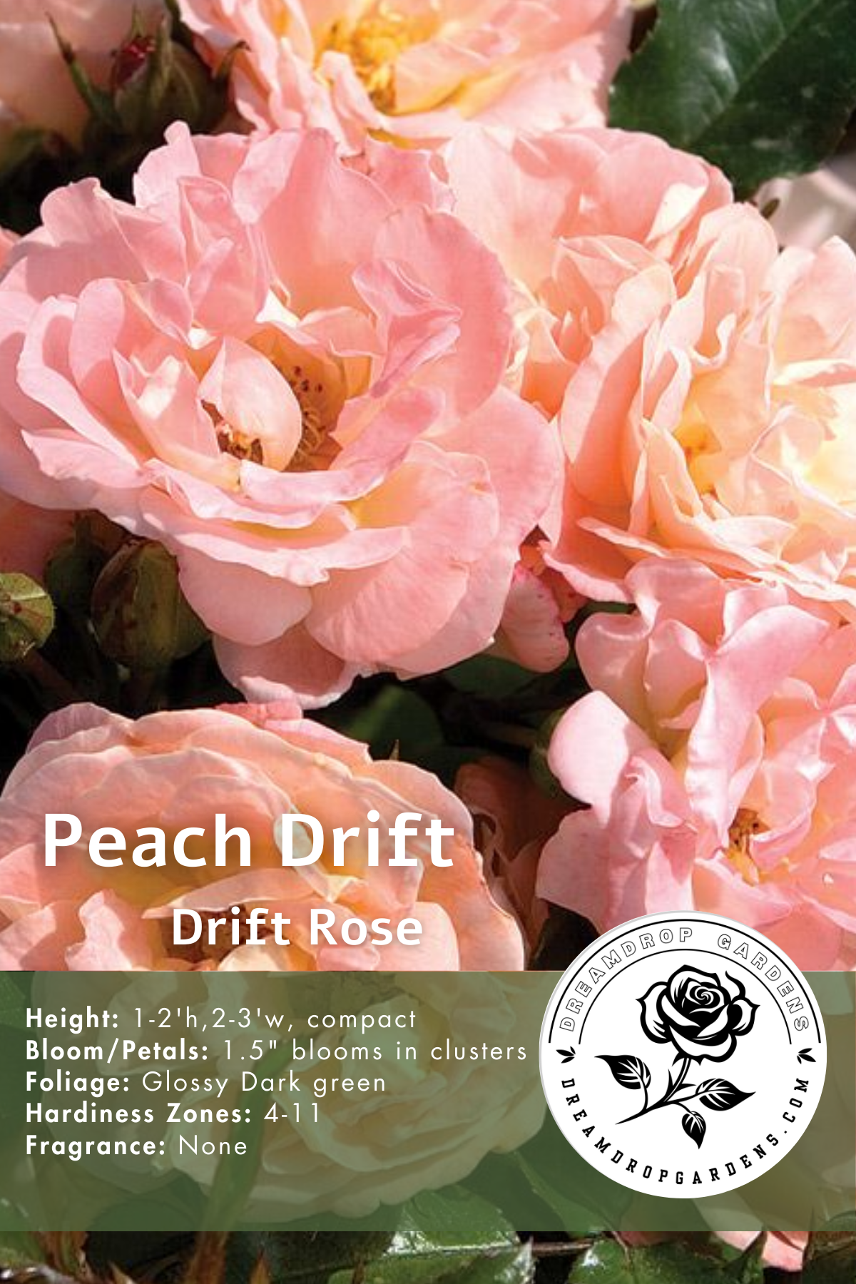 Rose - Groundcover - Peach Drift