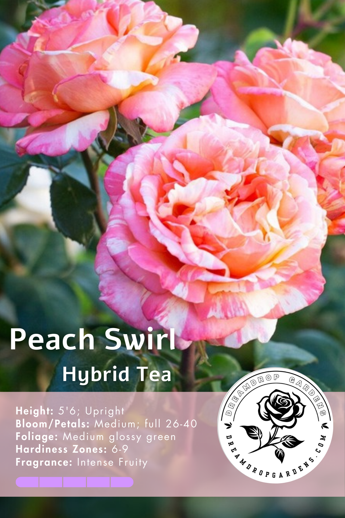 Rose - Peach Swirl - Hyrbid Tea