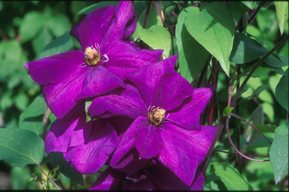 Clematis 'Perrin's Pride'