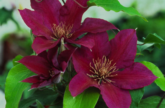 Clematis 'Picardy'