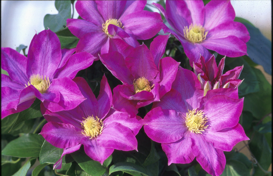 Clematis 'Kakio' AKA 'Pink Champagne'