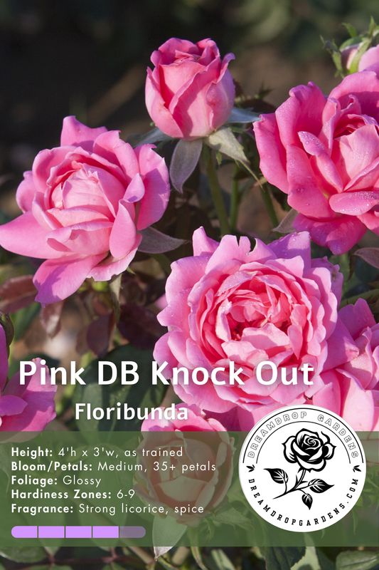 Rose - Double Knockout - Pink