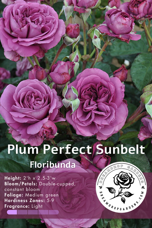 Rose - Kordes - Plum Perfect Sunbelt - Floribunda