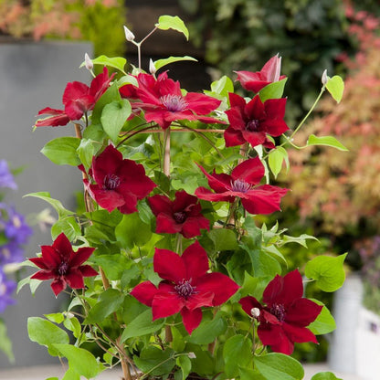 Clematis 'Nubia' - True Red