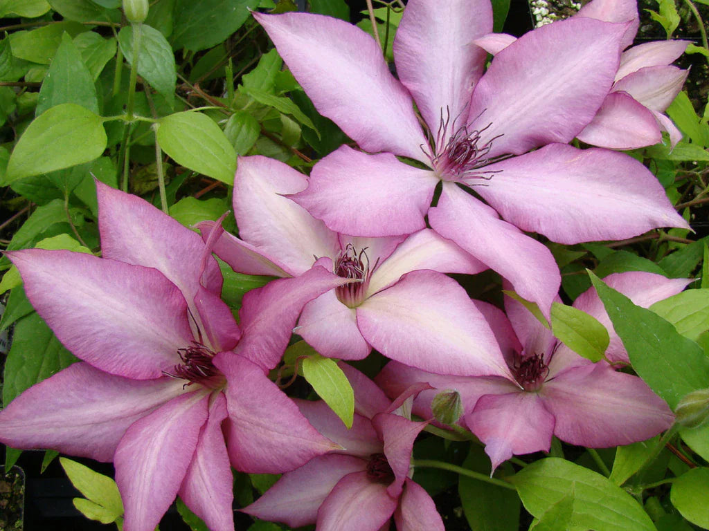 Clematis 'Giselle' - Large Flowering