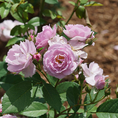 Rose - Climbing - Rise up Lilac Days