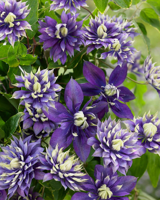 Clematis 'Taiga'