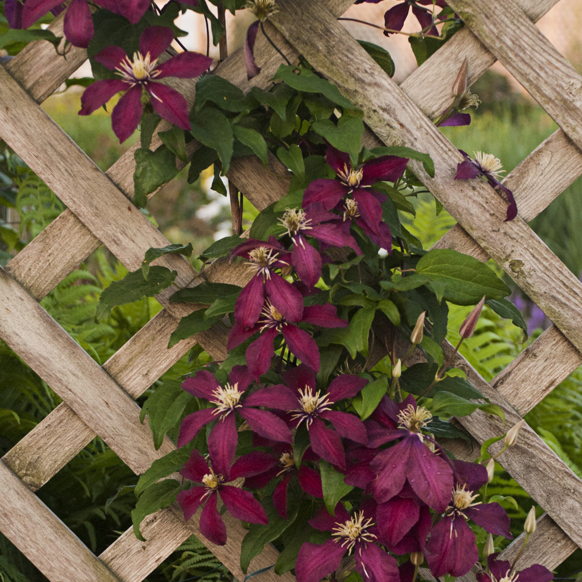 Clematis 'Niobe'