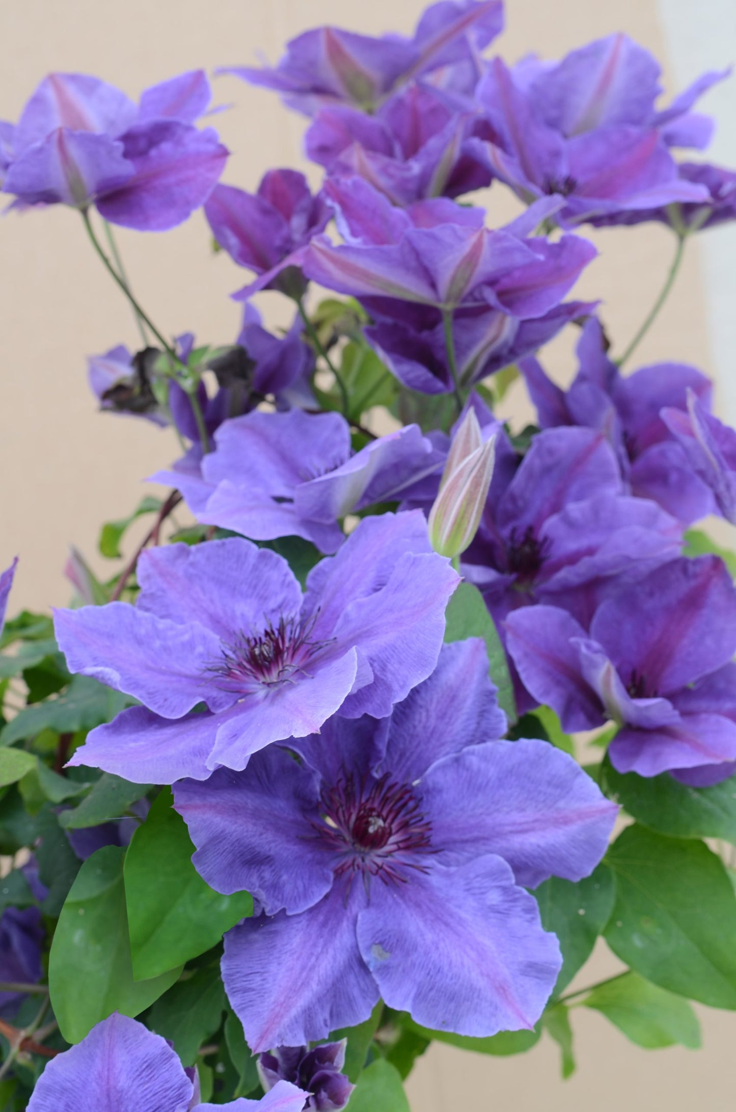 Clematis Flowering Vine - Ravel