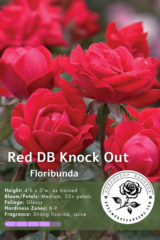 Rose - Double Knockout - Red