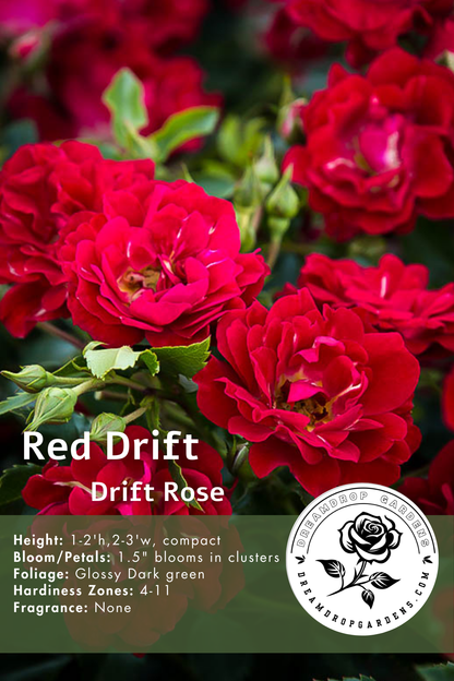 Rose - Groundcover - Red Drift