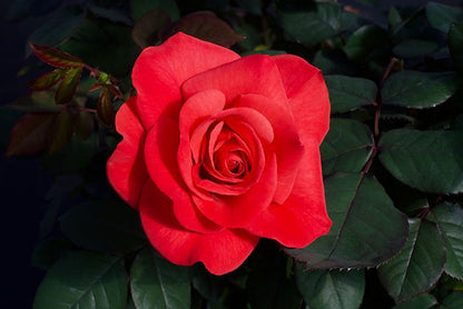 Rose - Ring of Fire - Hybrid Tea