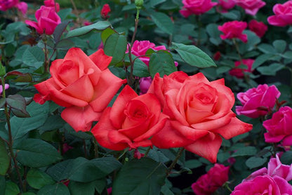 Rose - Ring of Fire - Hybrid Tea