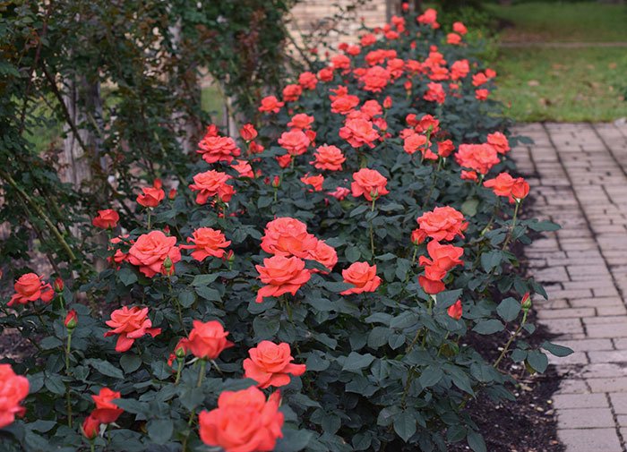 Rose - Ring of Fire - Hybrid Tea