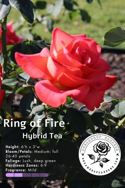 Rose - Ring of Fire - Hybrid Tea