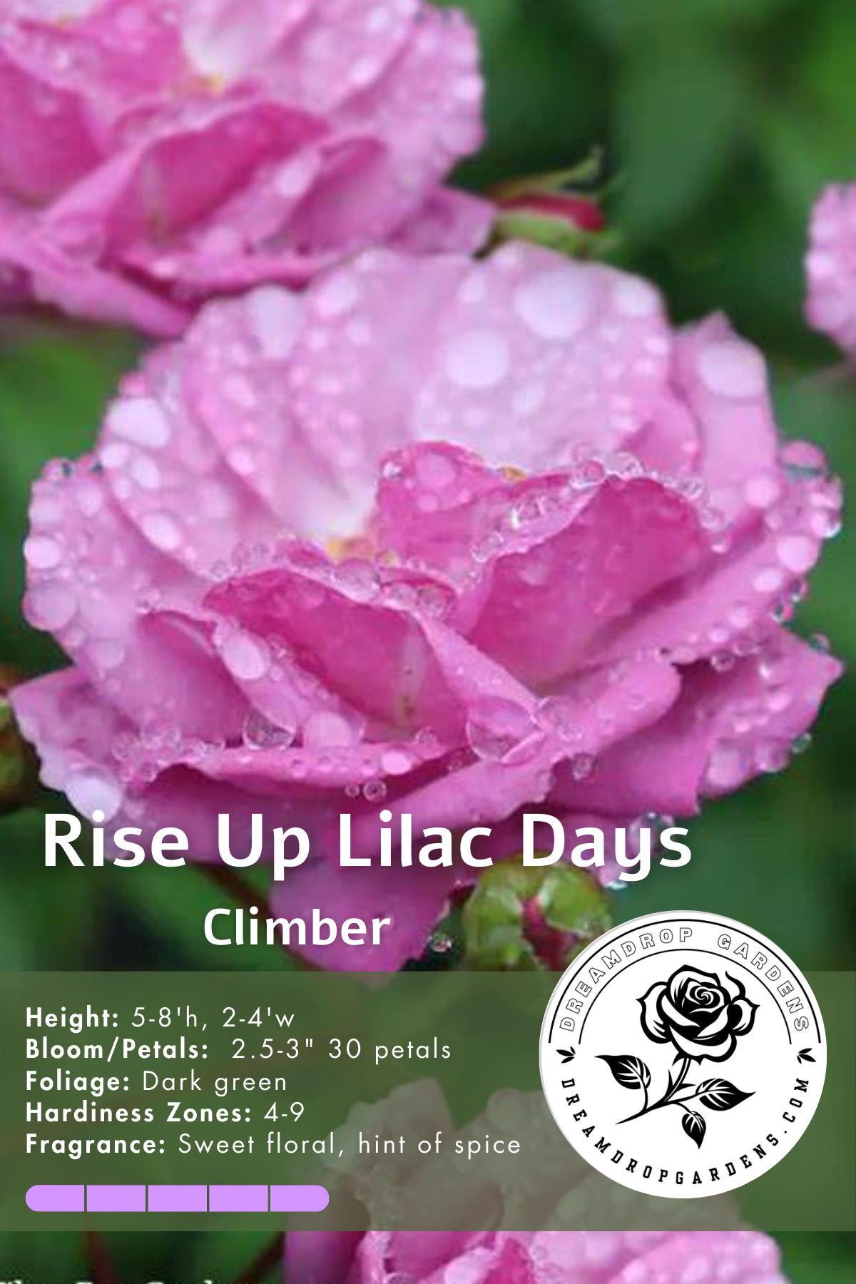 Rose - Climbing - Rise up Lilac Days