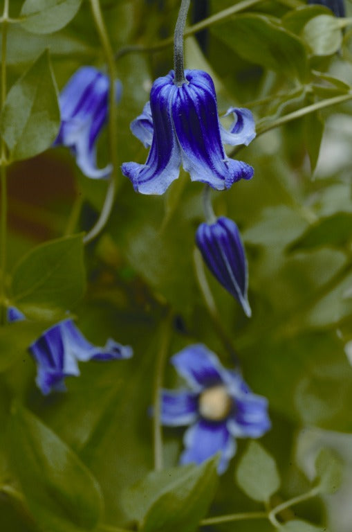 Clematis 'Mermaid Tears' AKA 'Roguchi'