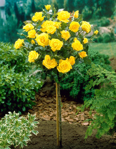 Rose Patio Tree - Kordes - Floribunda - Julia Child