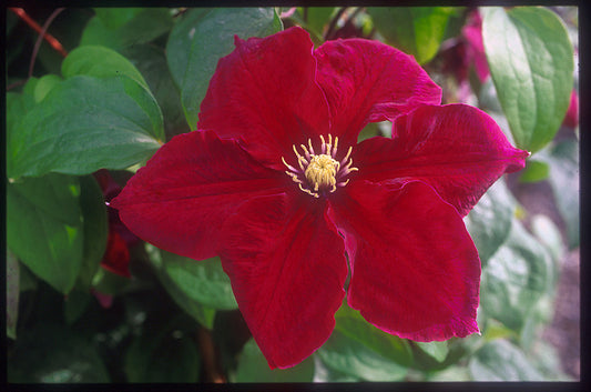 Clematis 'Rosemoor'