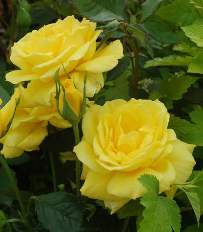 Rose Patio Tree - Floribunda - Sunsprite