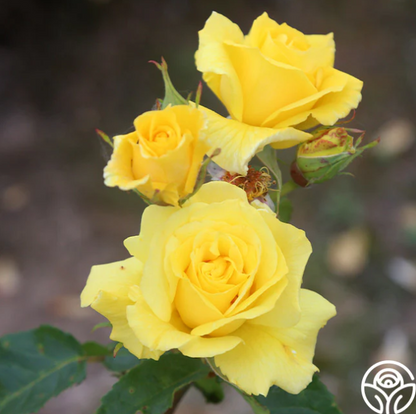 Rose Patio Tree - Floribunda - Sunsprite