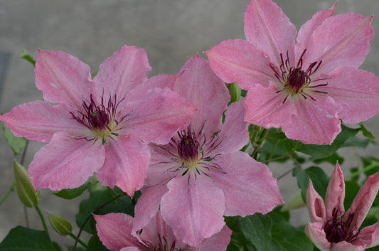 Clematis 'Sarah Elizabeth'