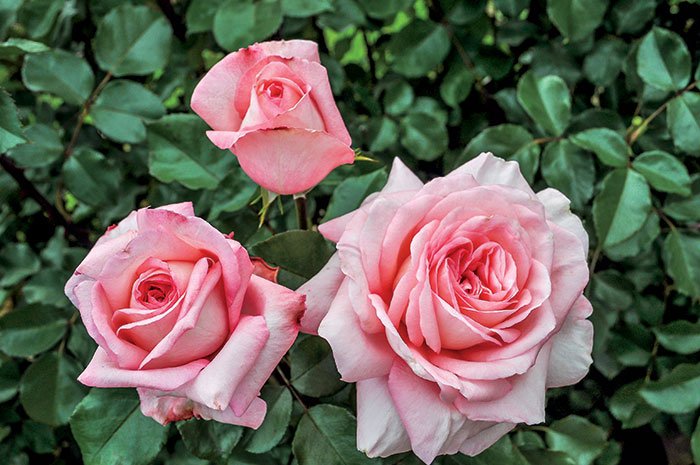 Rose - Savannah Sunbelt - Hybrid Tea