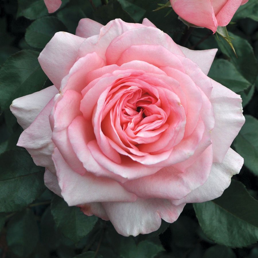 Rose - Savannah Sunbelt - Hybrid Tea