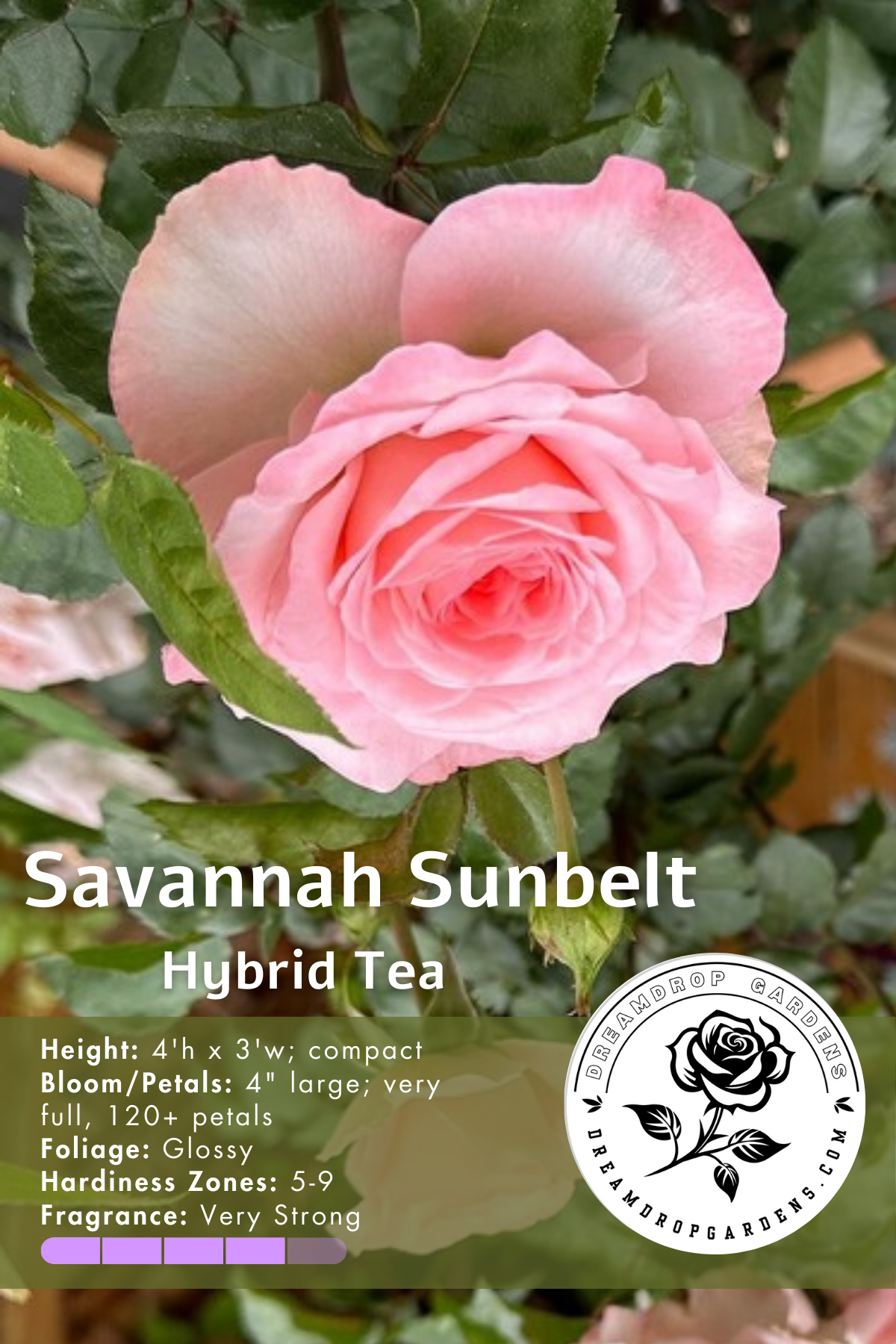 Rose - Savannah Sunbelt - Hybrid Tea