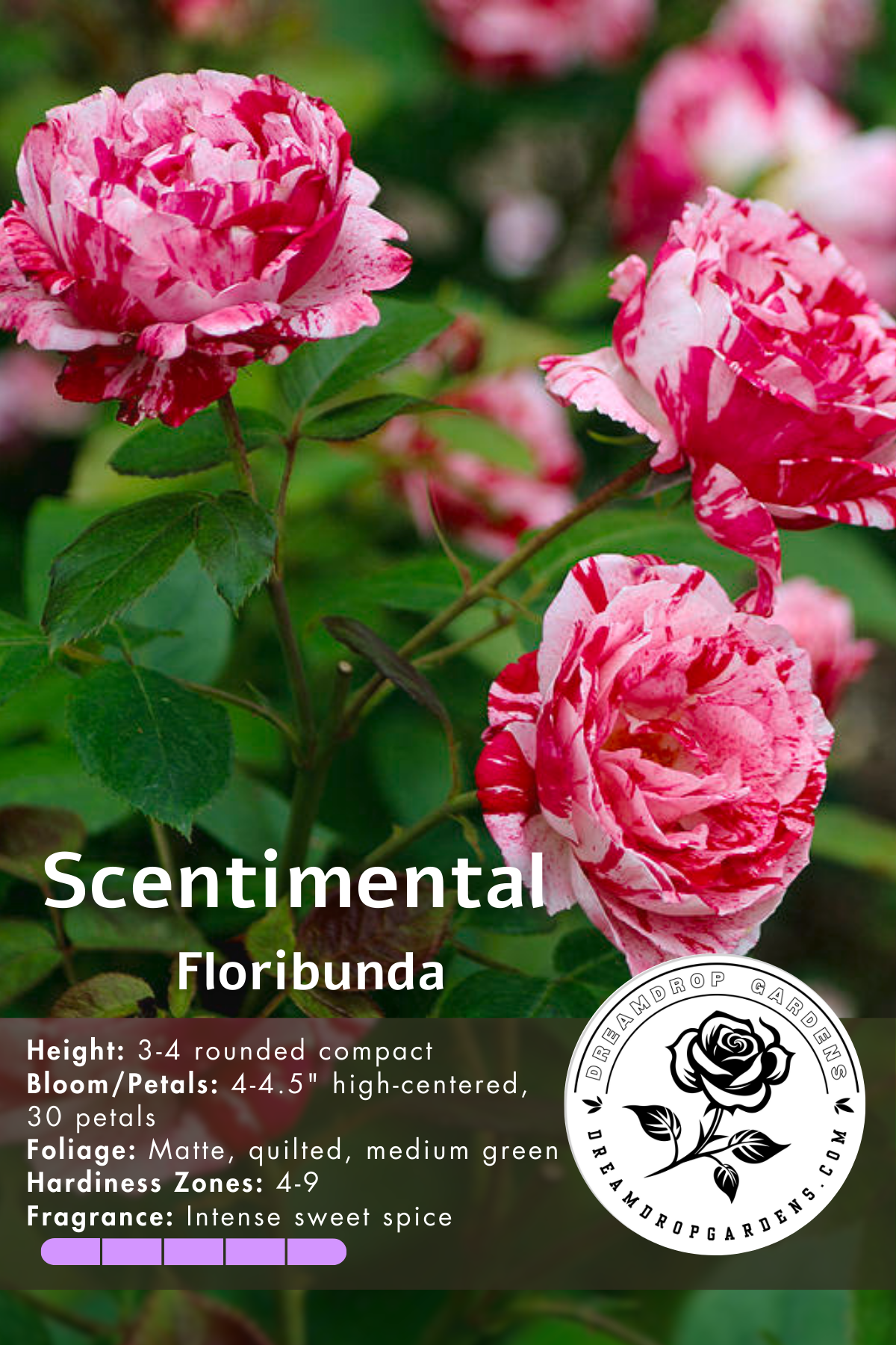 Rose - Scentimental - Floribunda