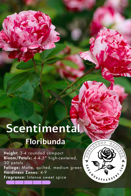 Rose - Scentimental - Floribunda