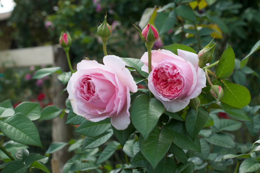 Rose - Scentuous - Floribunda