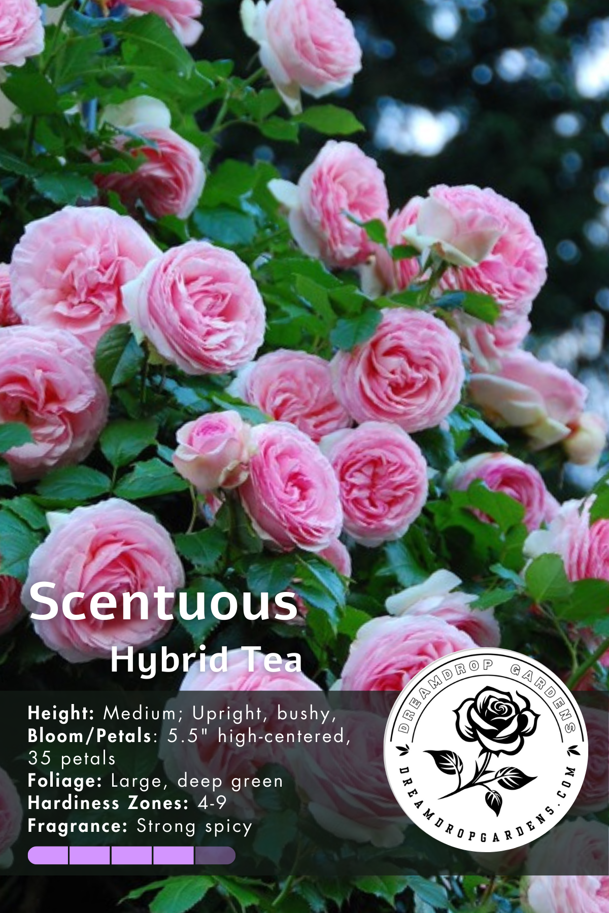 Rose - Scentuous - Floribunda