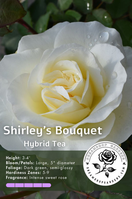 Rose - Shirley's Bouquet - Hybrid Tea