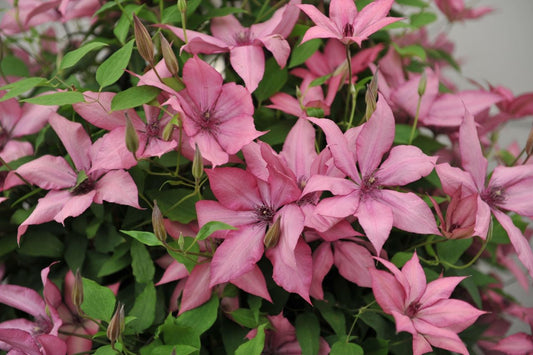 Clematis 'Giselle' - Large Flowering