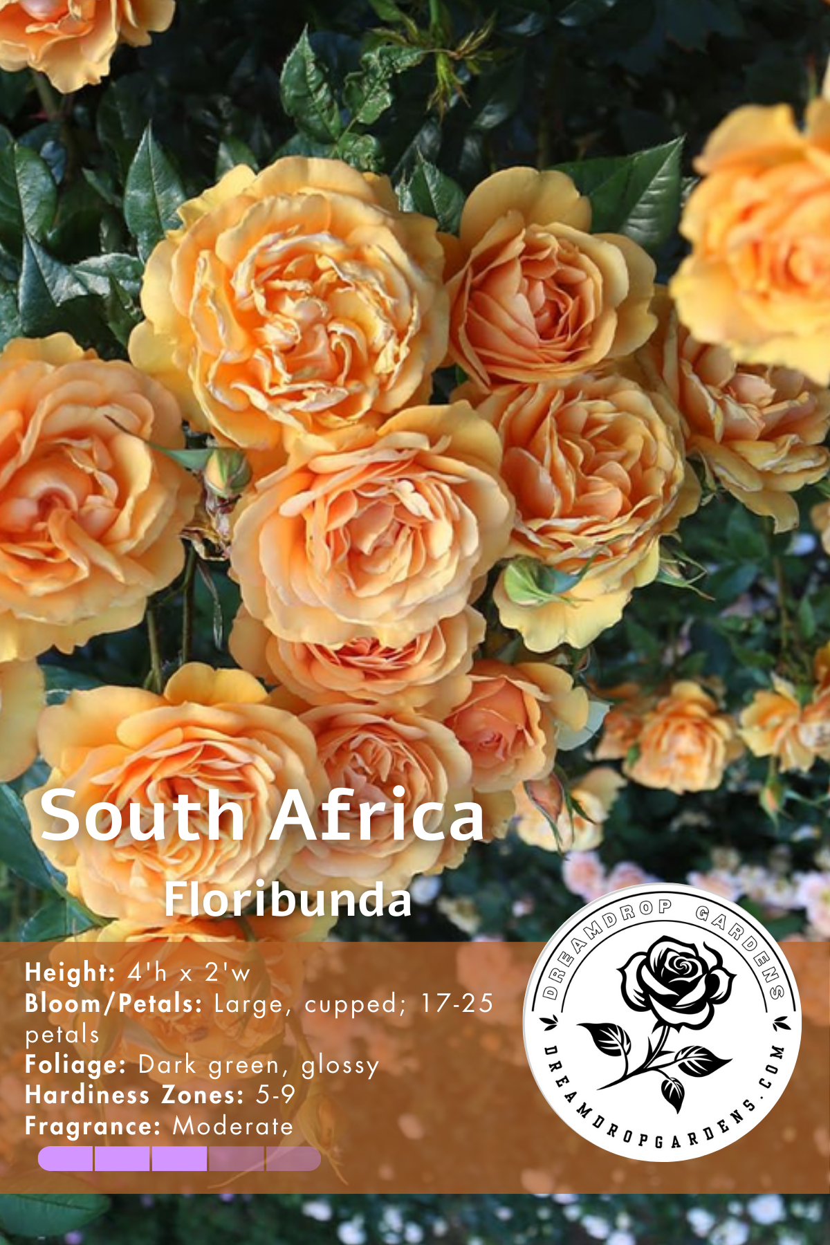 Rose - South Africa Sunbelt - Floribunda