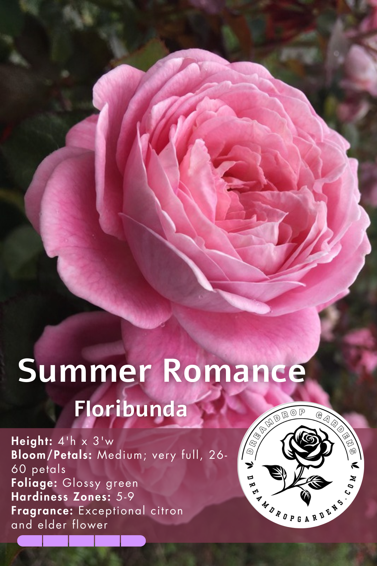 Rose - Kordes - Floribunda - Summer Romance Parfuma