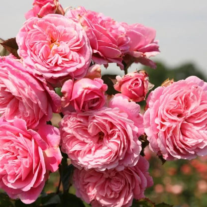 Rose - Kordes - Floribunda - Summer Romance Parfuma