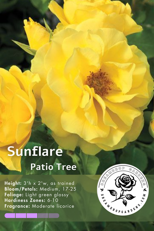 Rose Patio Tree - Floribunda - Sunflare