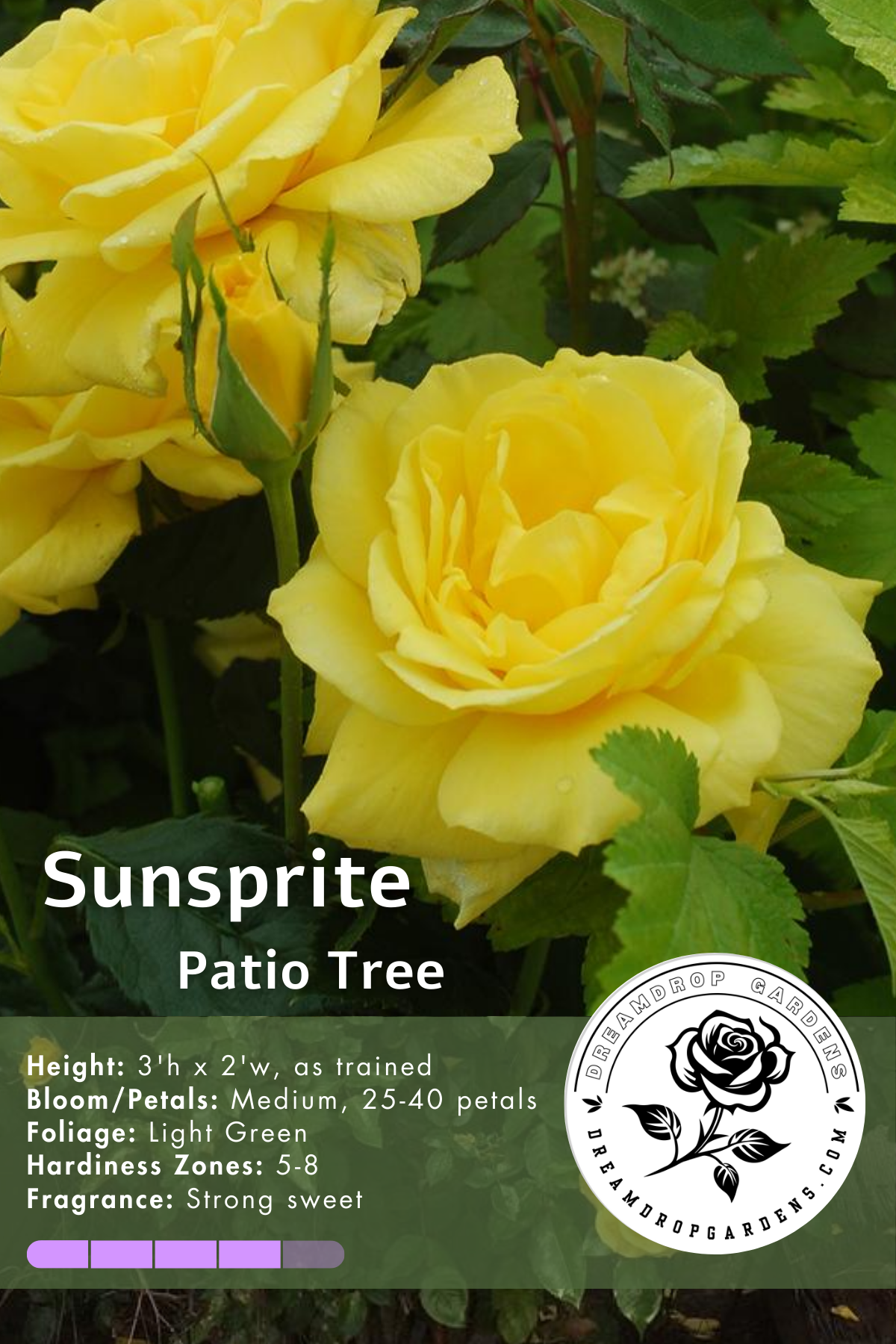 Rose Patio Tree - Floribunda - Sunsprite