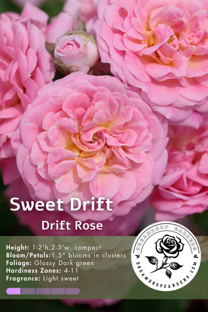 Rose - Groundcover - Sweet Drift