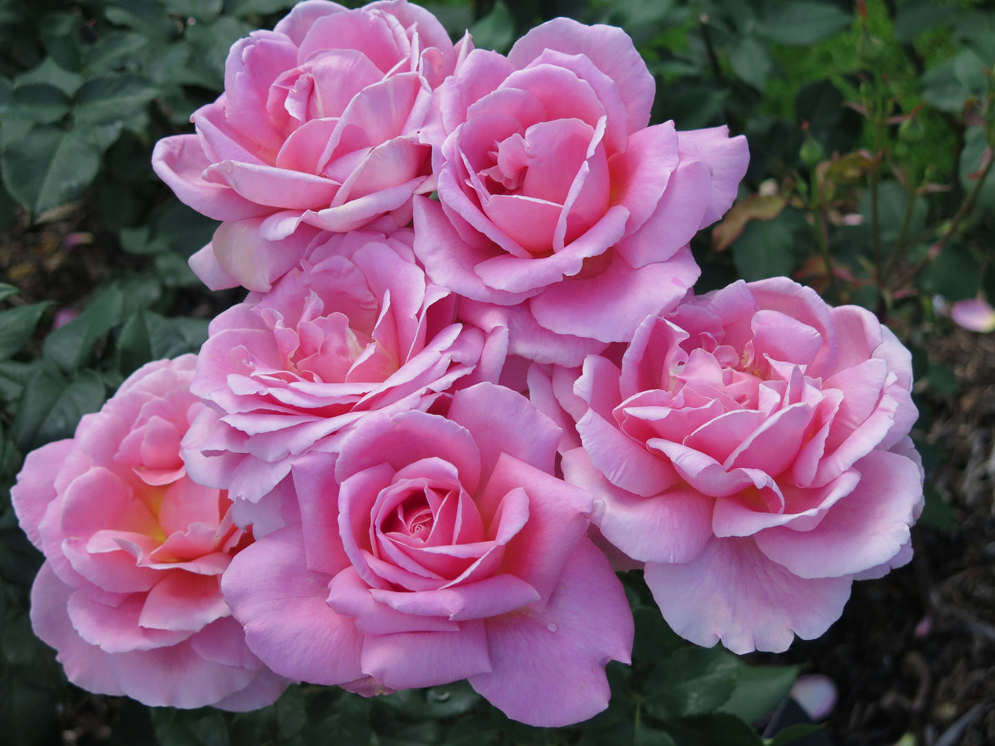 Rose - Tiffany - Hybrid Tea