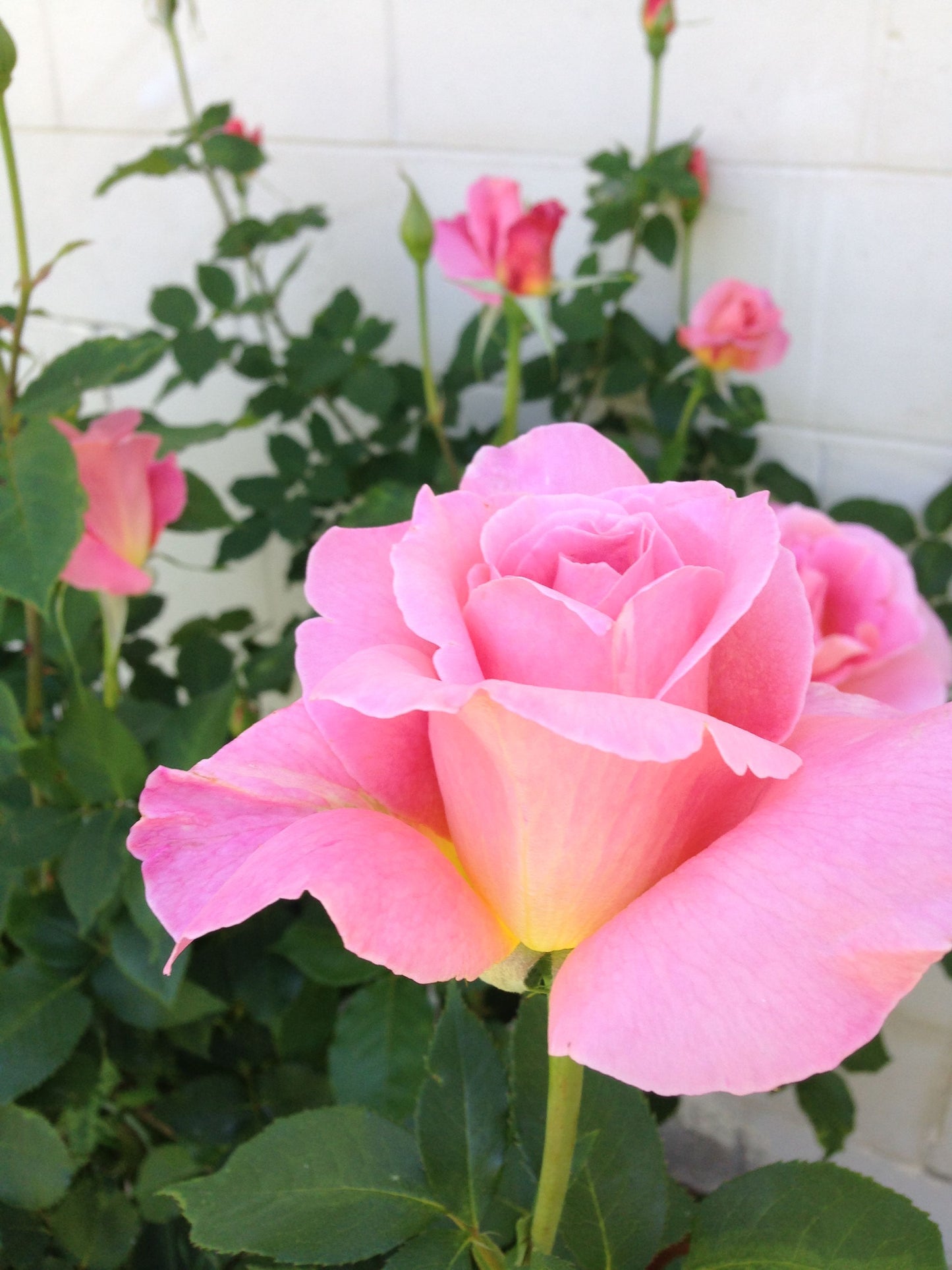 Rose - Tiffany - Hybrid Tea