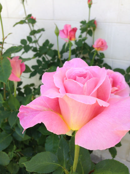 Rose - Tiffany - Hybrid Tea