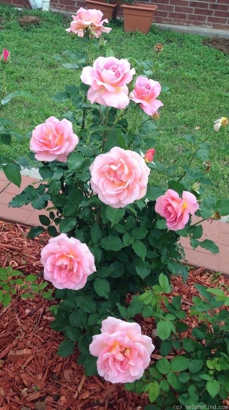 Rose - Tiffany - Hybrid Tea