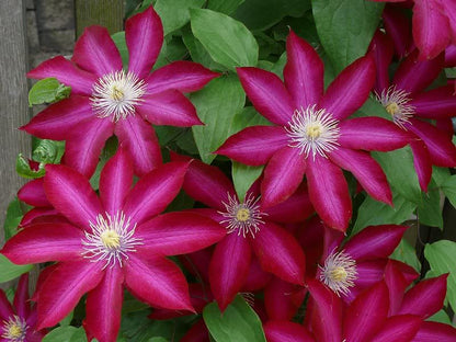 Clematis 'Bourbon' AKA StarFire - 6ft Dwarf Variety