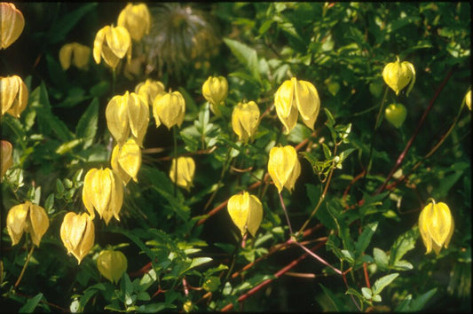 Clematis 'Tangunitica'