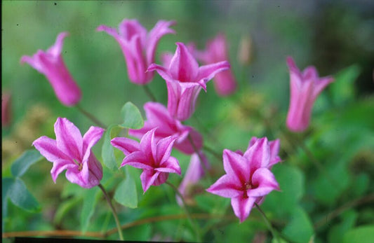 Scarlet Clematis Texensis, Duchess of Albany