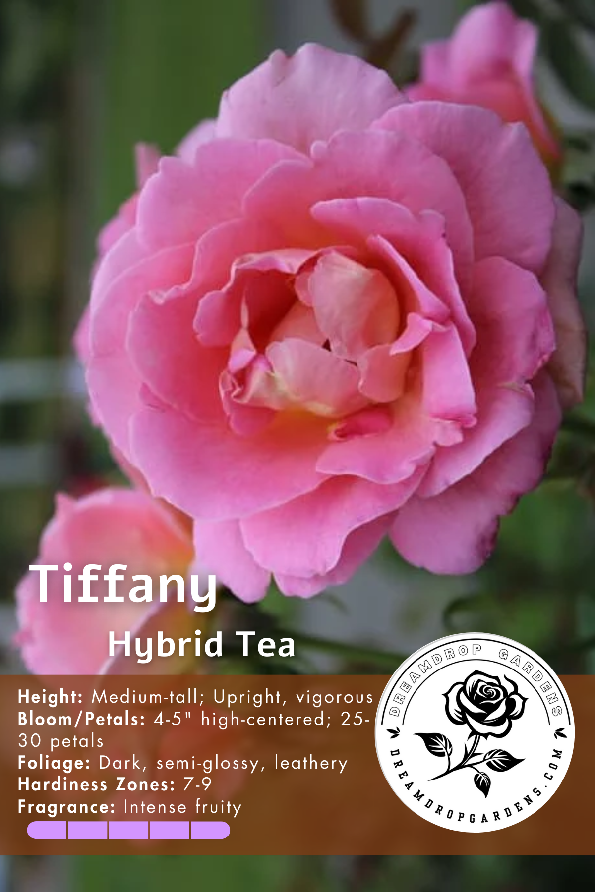 Rose - Tiffany - Hybrid Tea